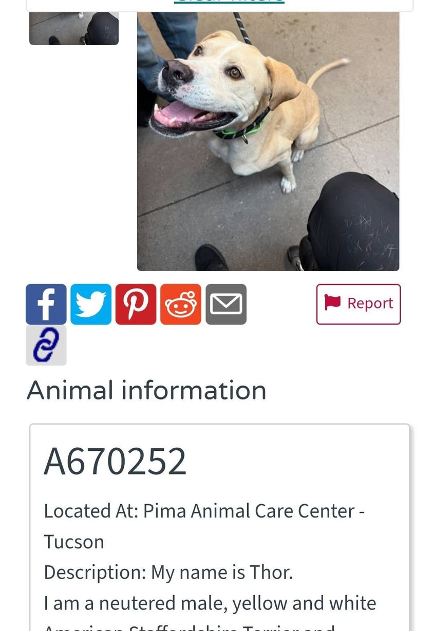 Found dog