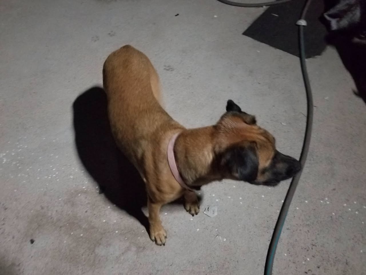 Found dog