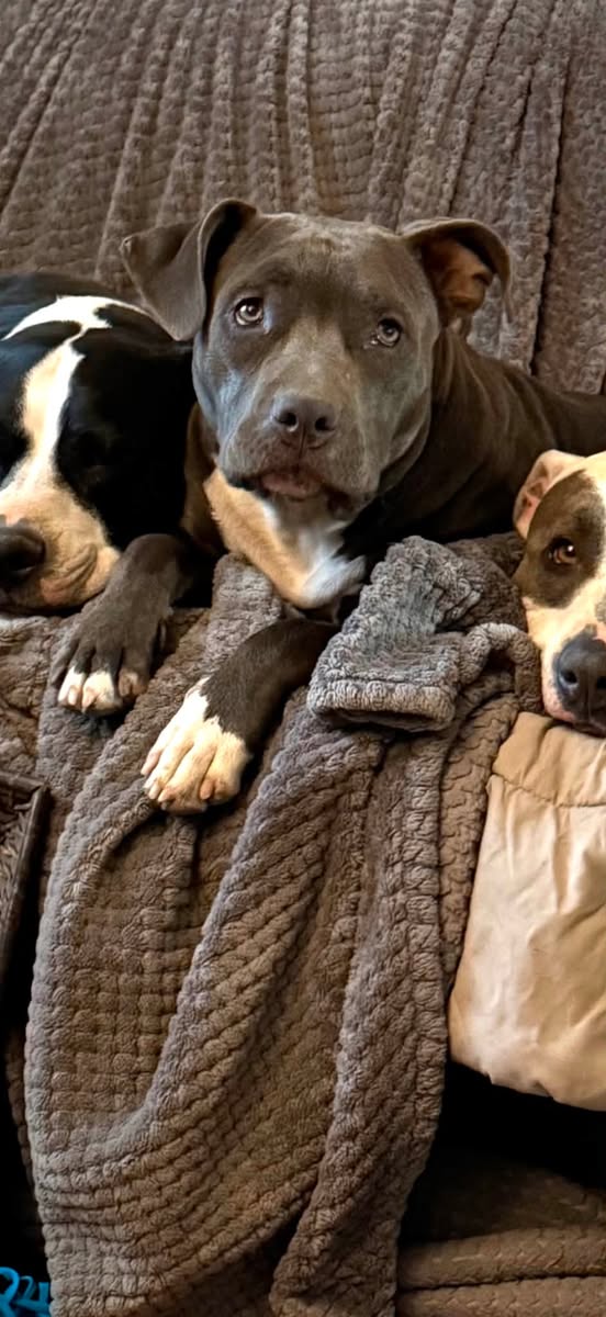 Lost Dog in Tucson