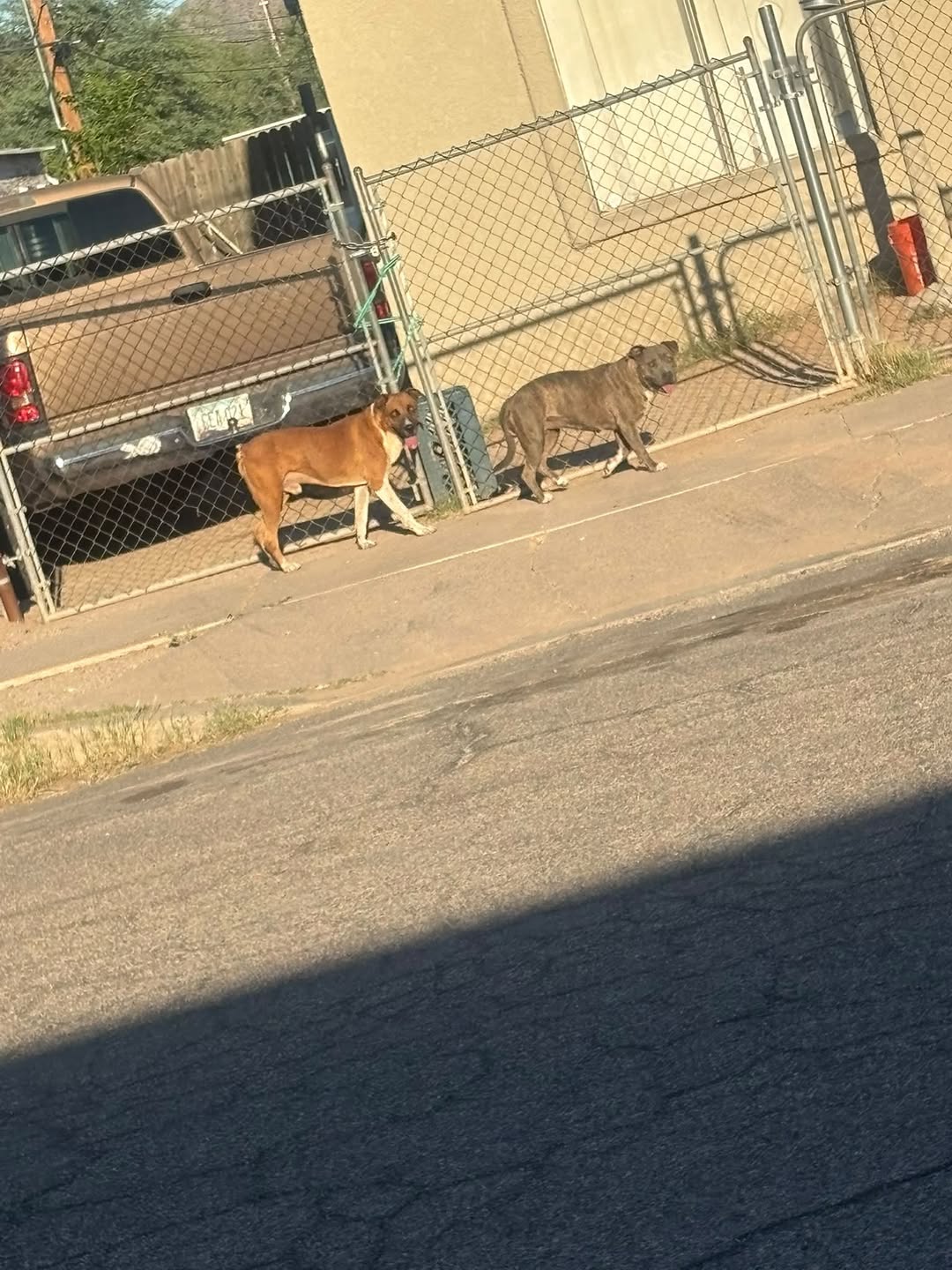 Found dog