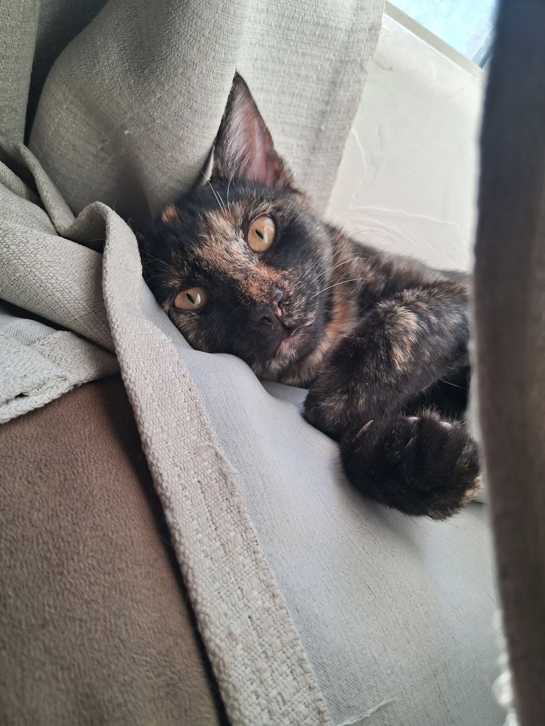 Lost Cat in Craycroft And Speedway