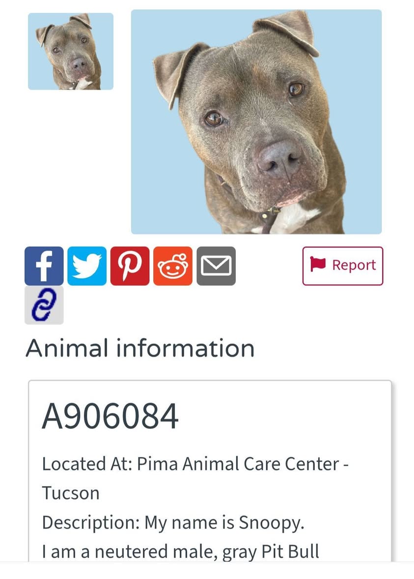 Found dog