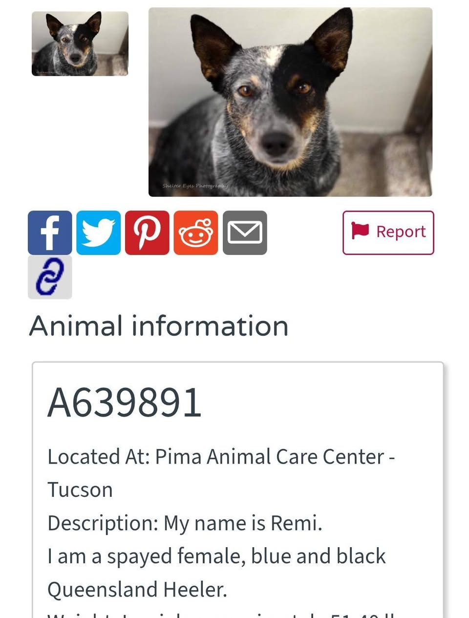 Found dog