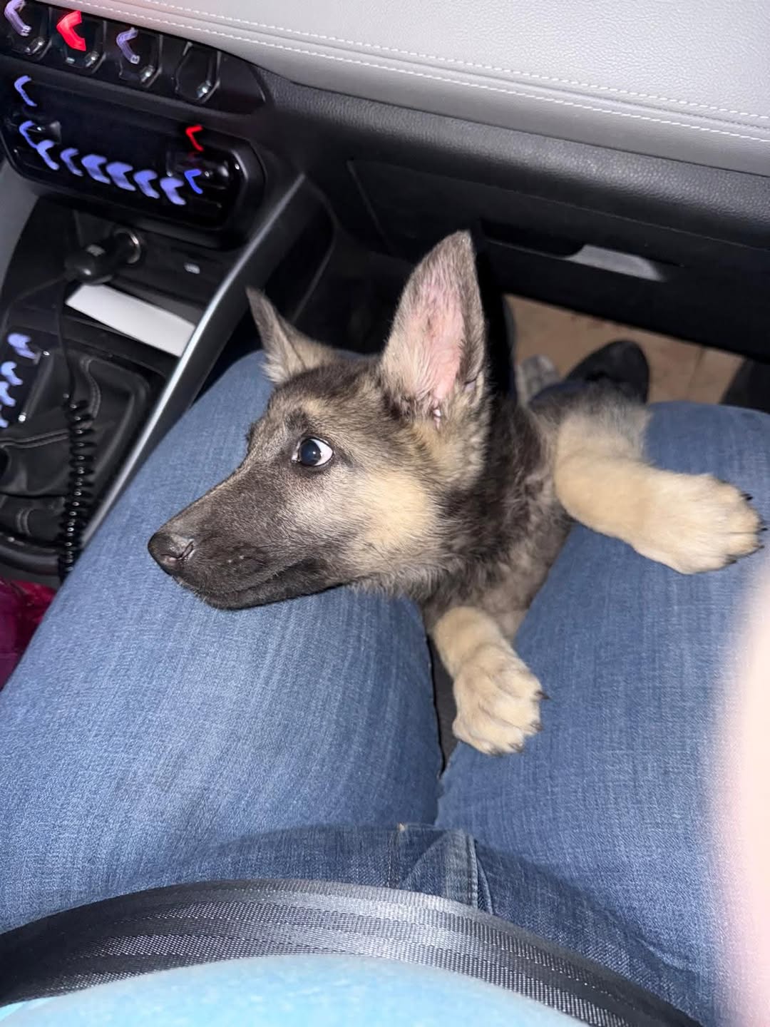 Lost Dog in Cardinal And Drexel