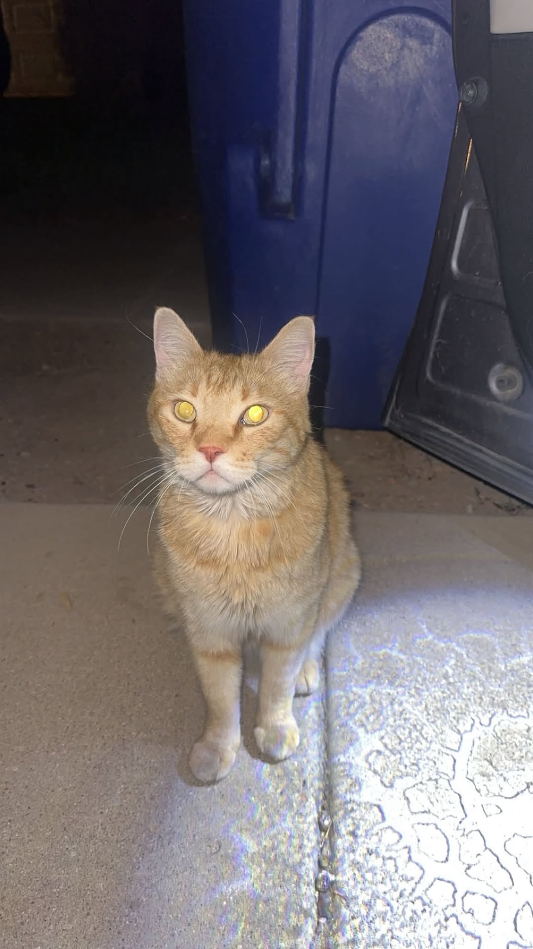 Found cat