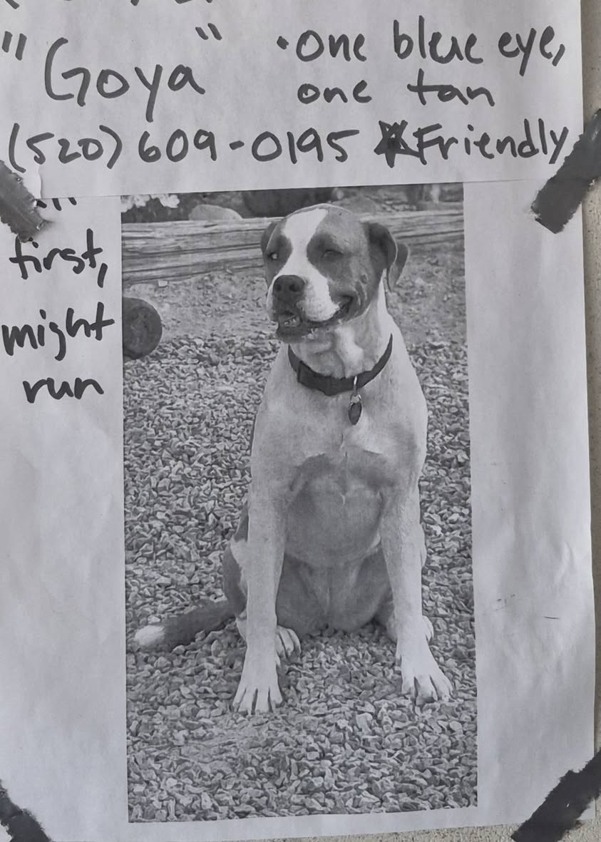 Lost Dog in Tucson