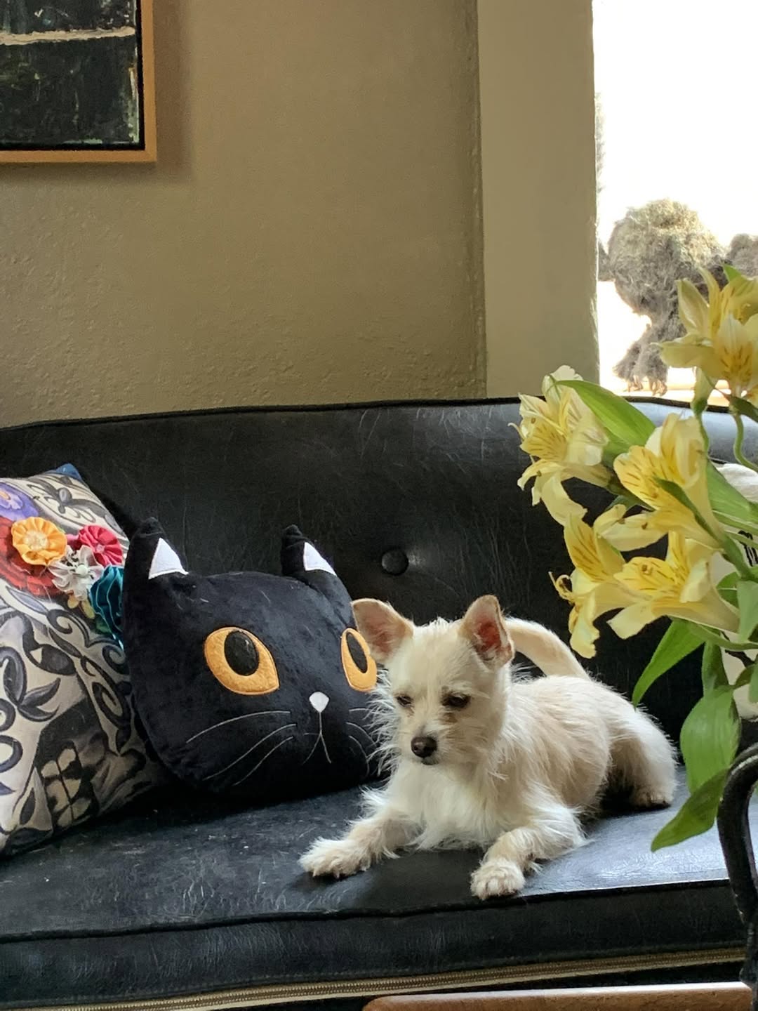 Lost Dog in Tucson
