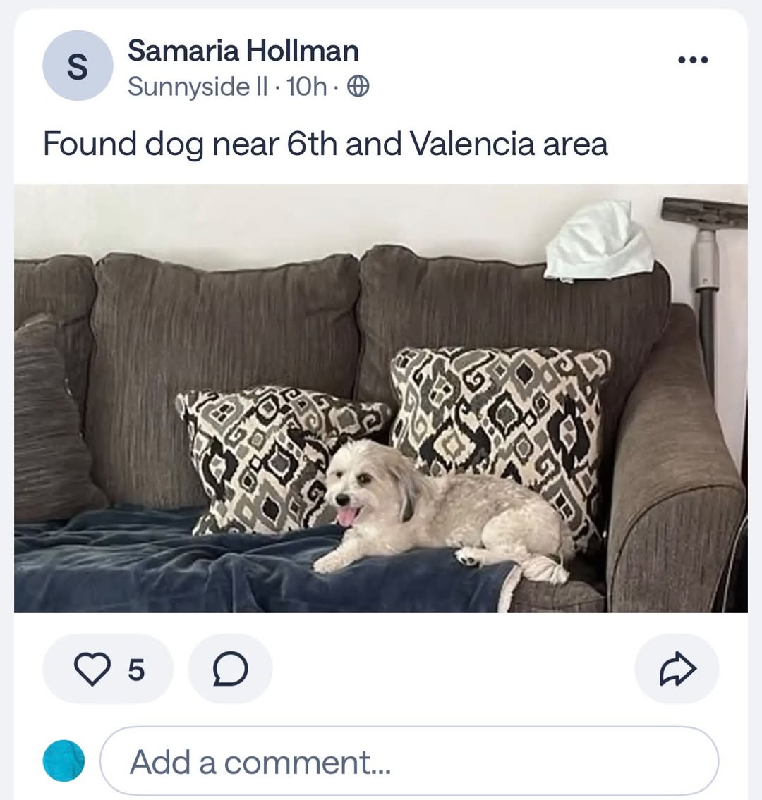 Found dog