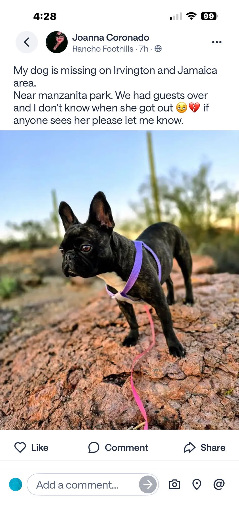 Lost dog