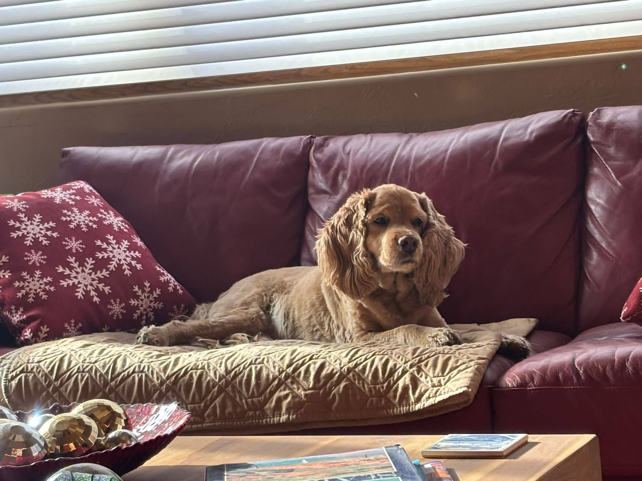 Lost Dog in Oro Valley