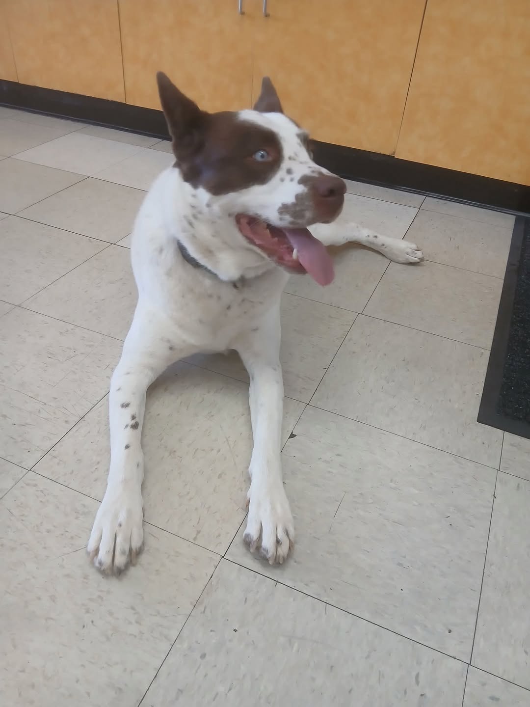 Found Dog in Escalante