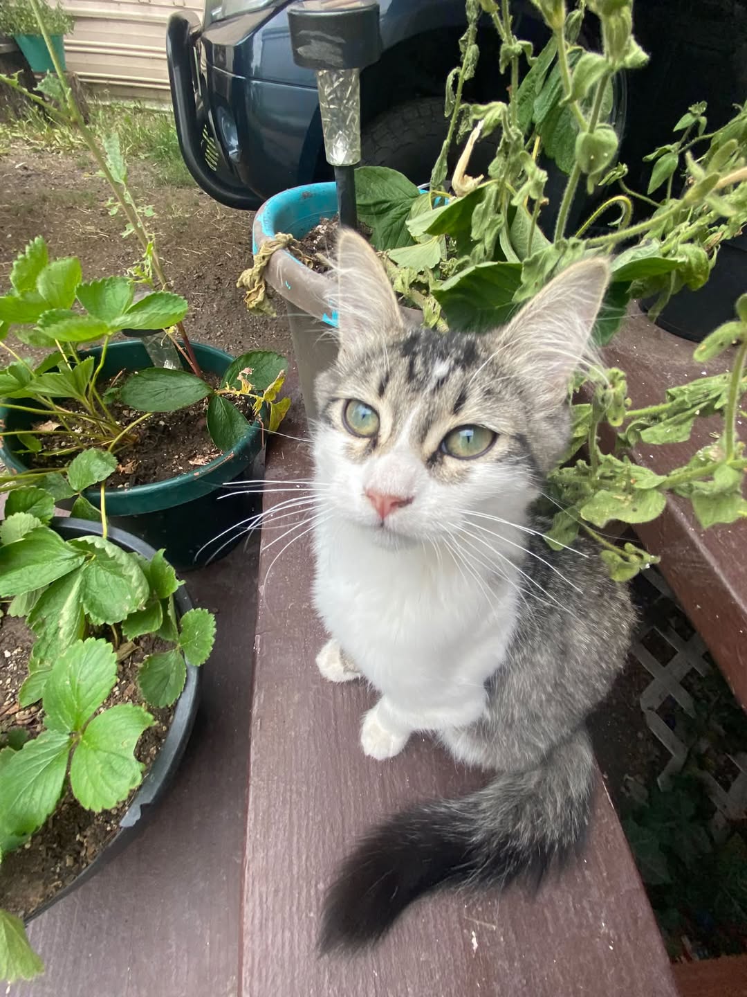 Lost Cat in Green Valley
