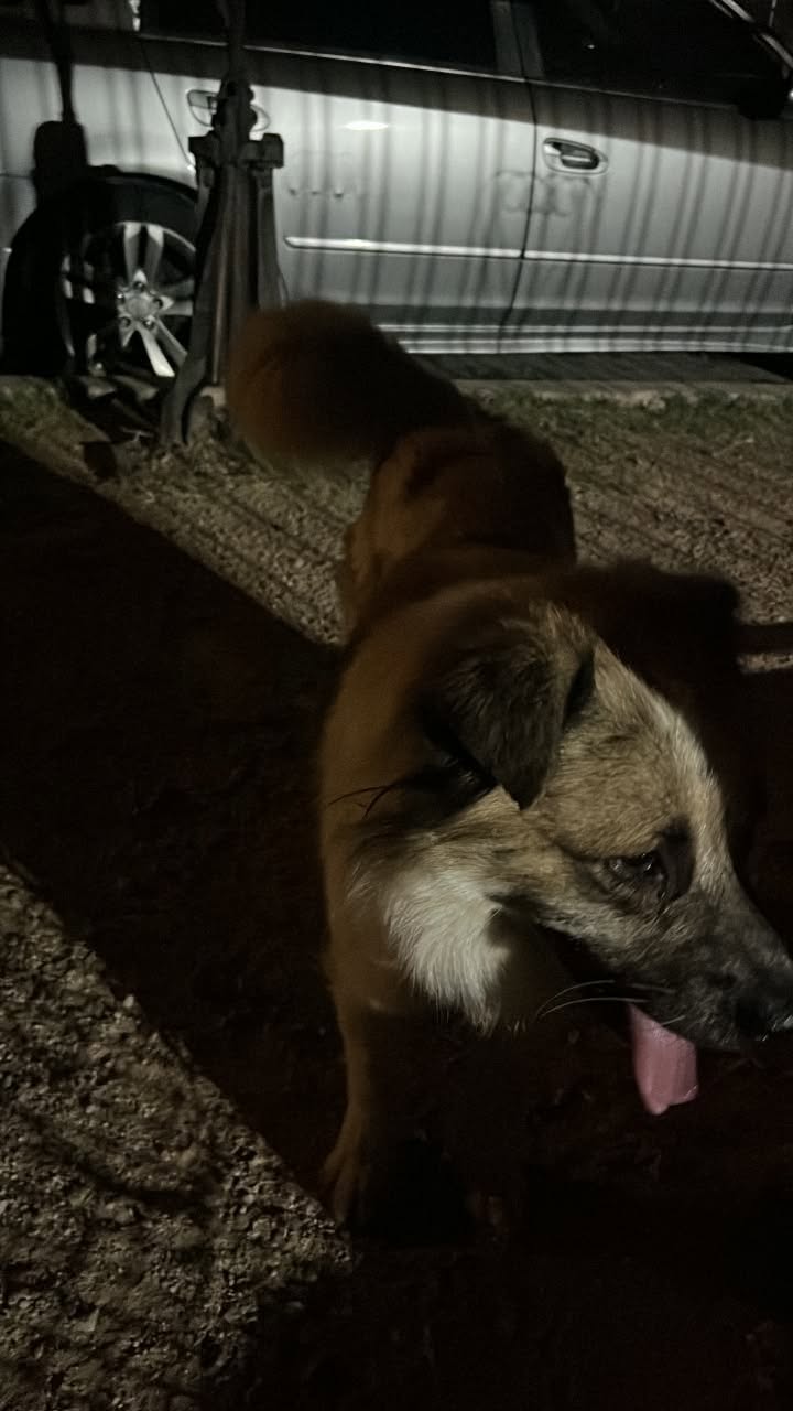 Found dog