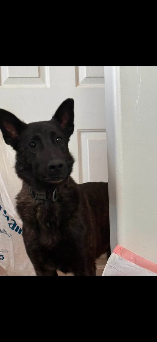 Lost dog