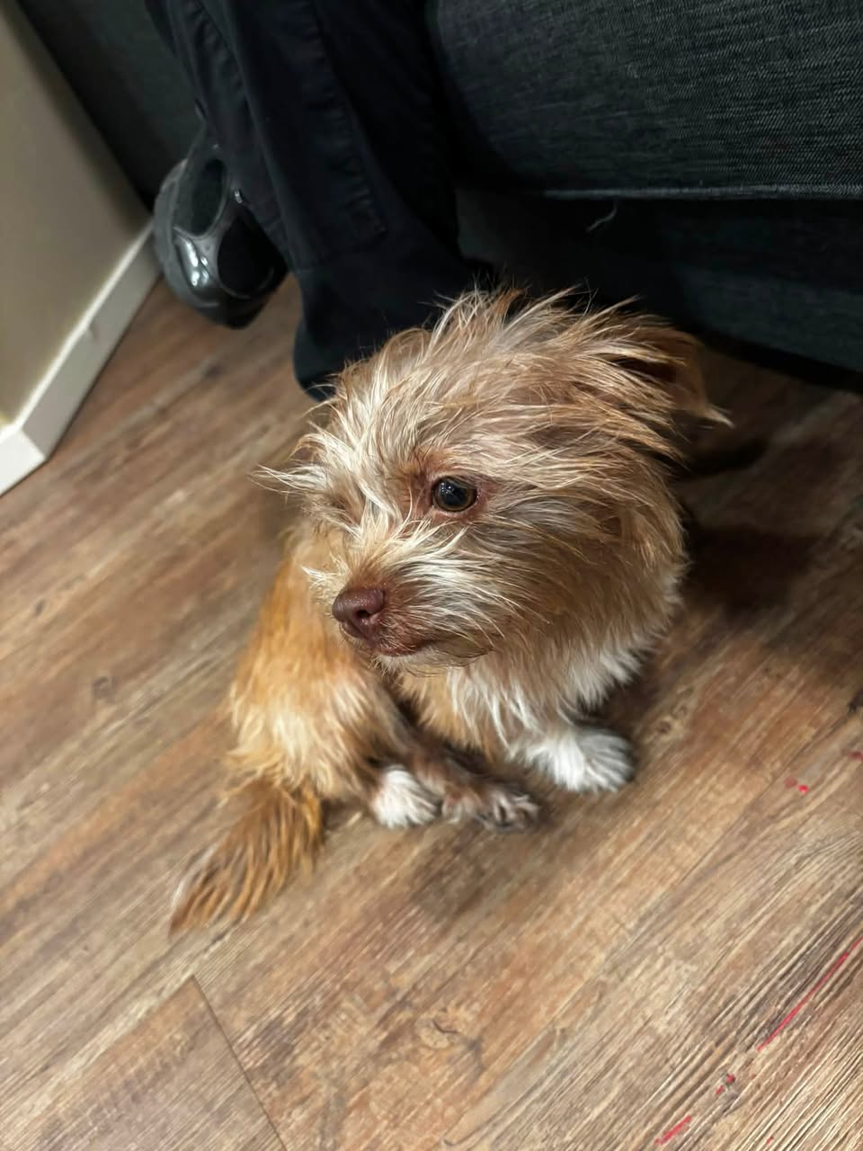 Found Dog in Tucson