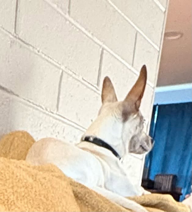 Lost Dog in Tucson