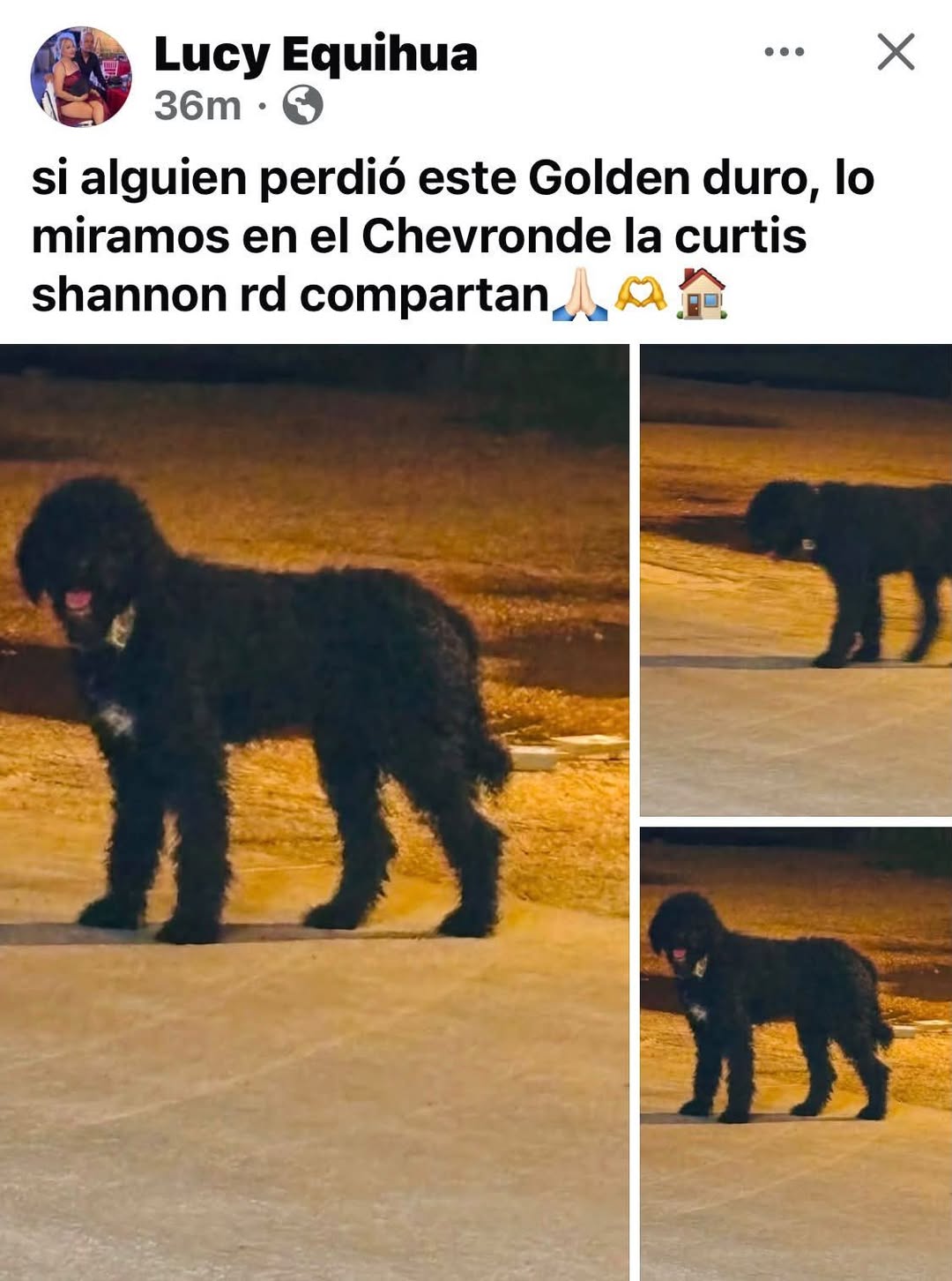 Found Dog in Tucson