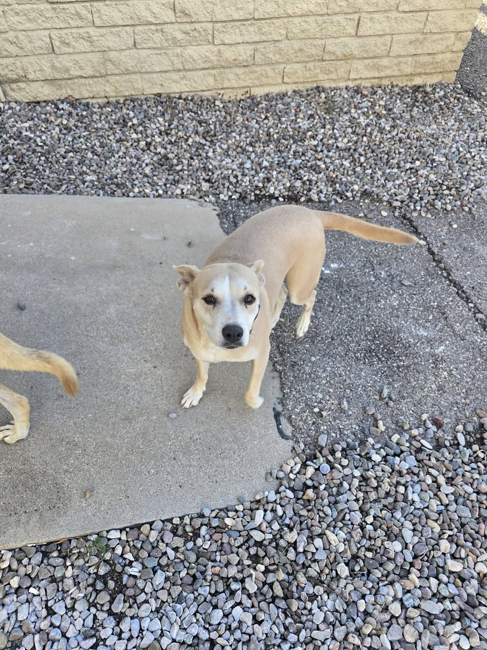 Found Dog in Tucson