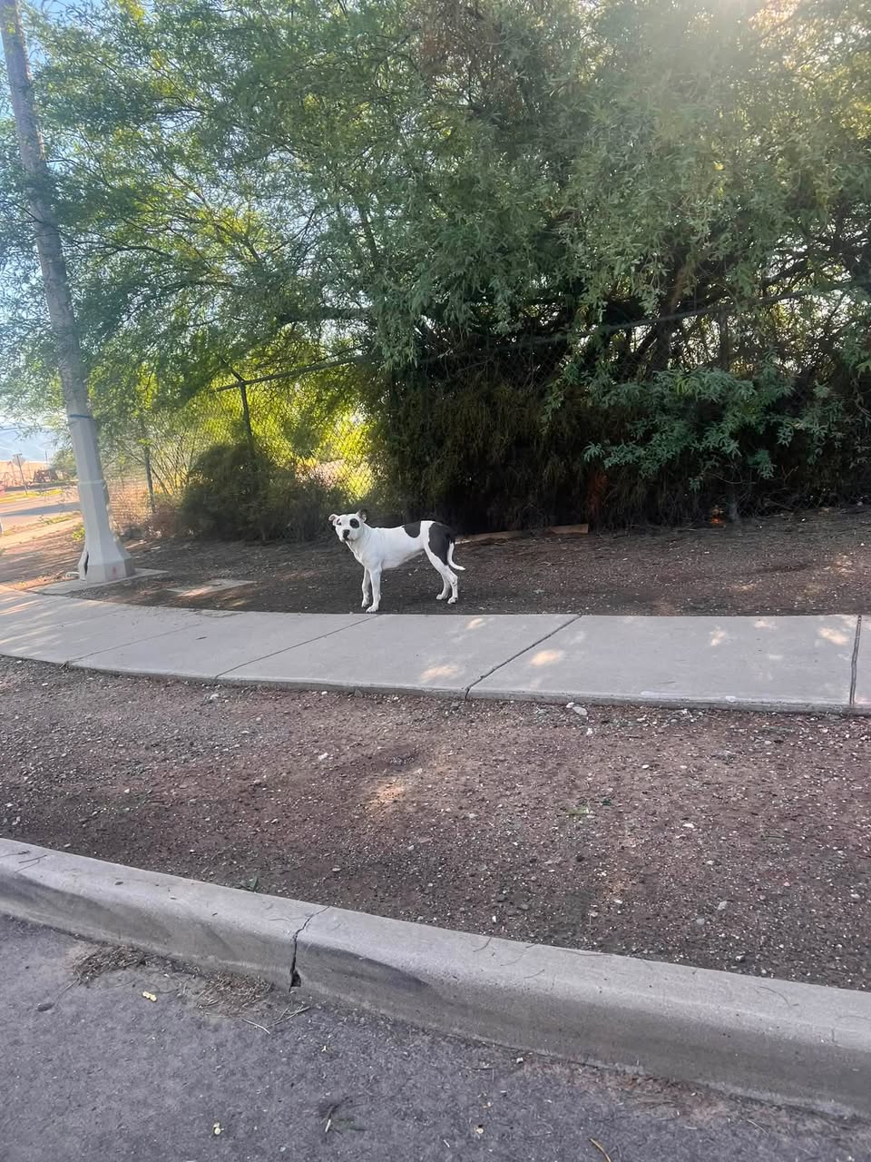Found Dog in Tucson