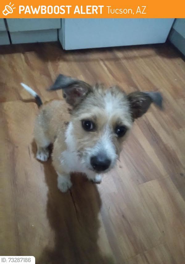 Found Dog in Tucson