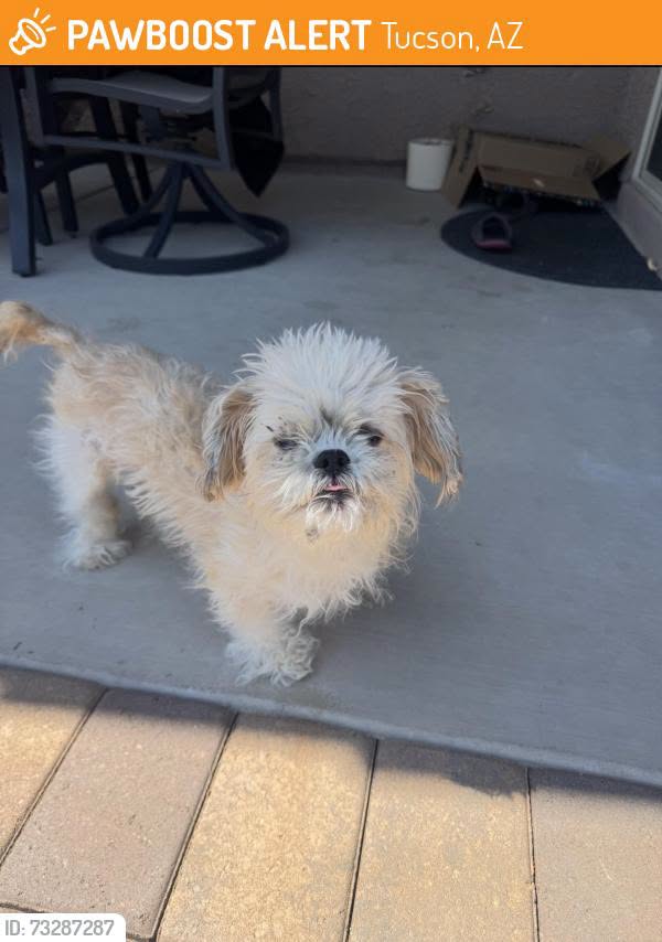 Found Dog in Tucson