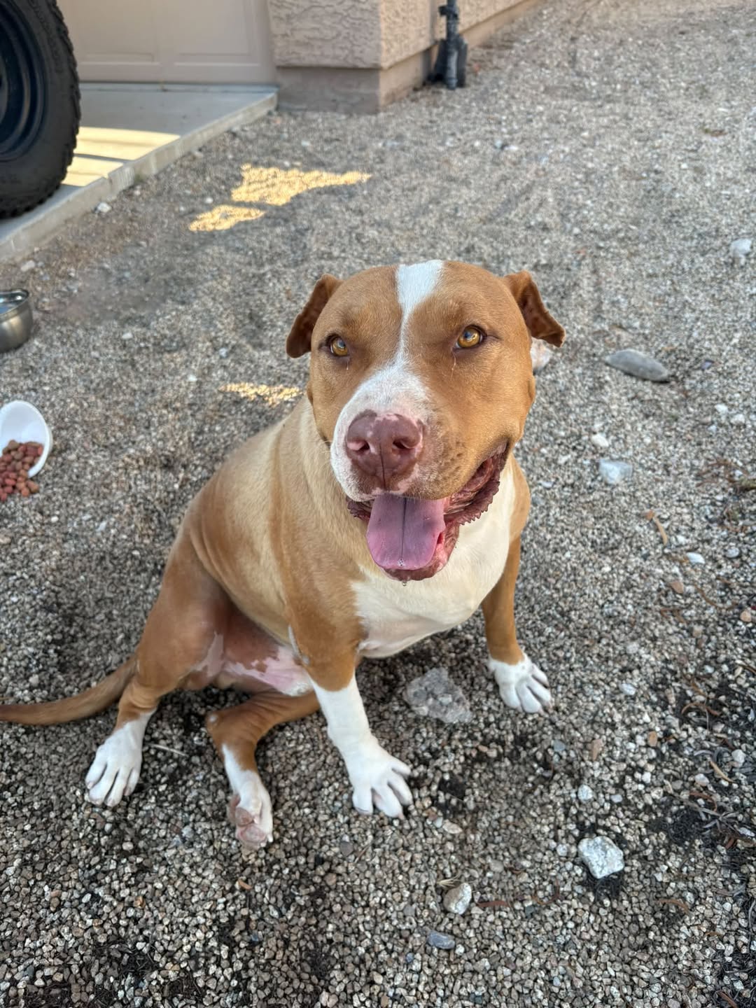 Found Dog in Tucson