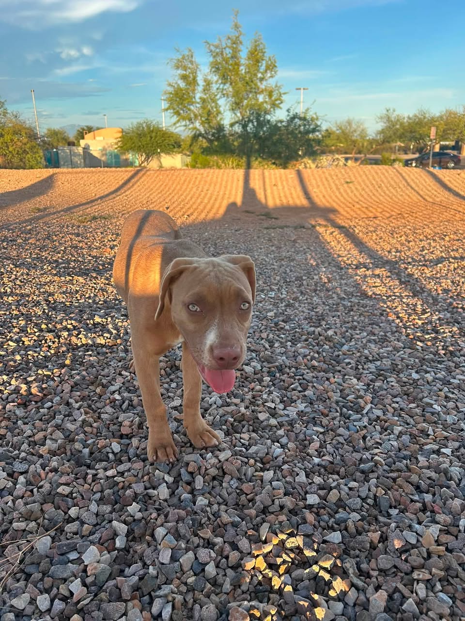 Found Dog in Manzanita Park