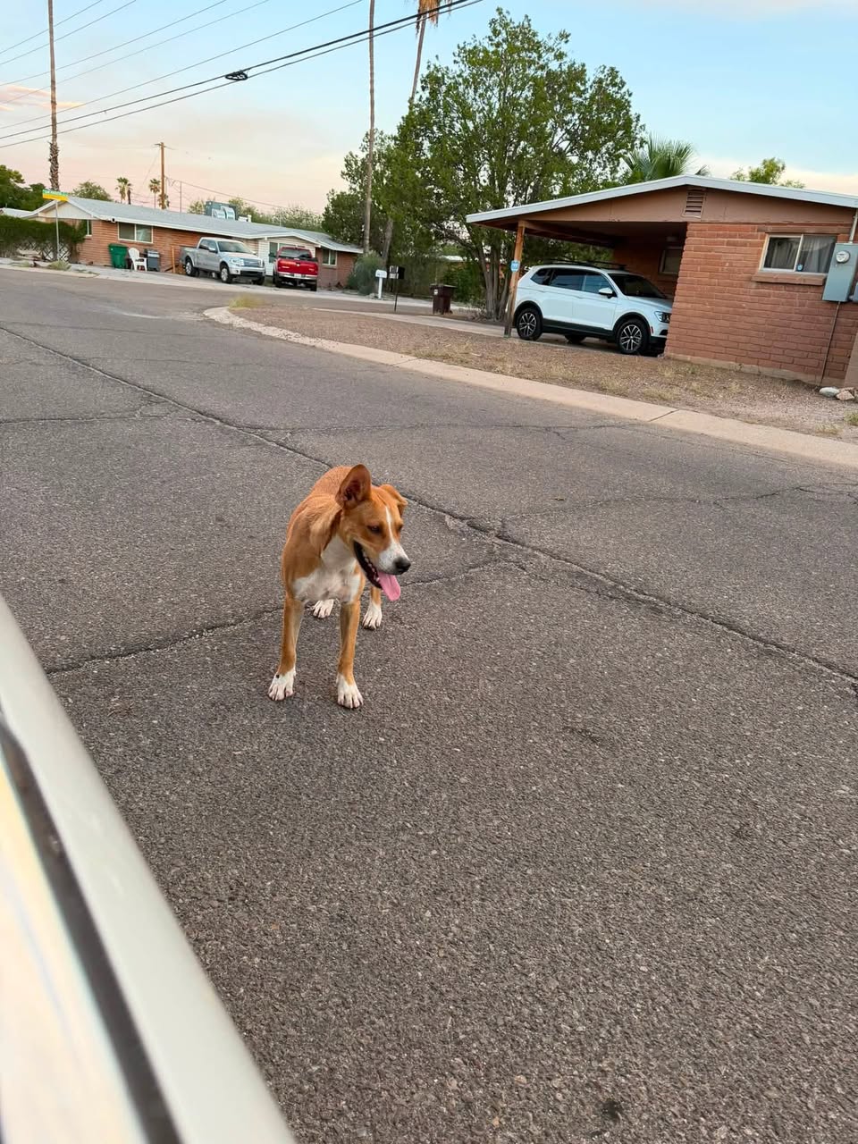Found Dog in Tucson