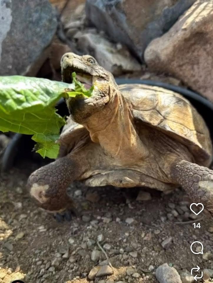 Lost Tortoise in Tucson