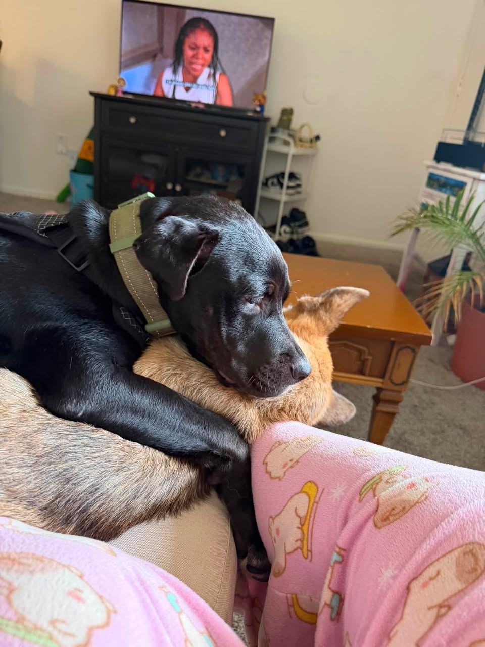 Lost Dog in Tucson