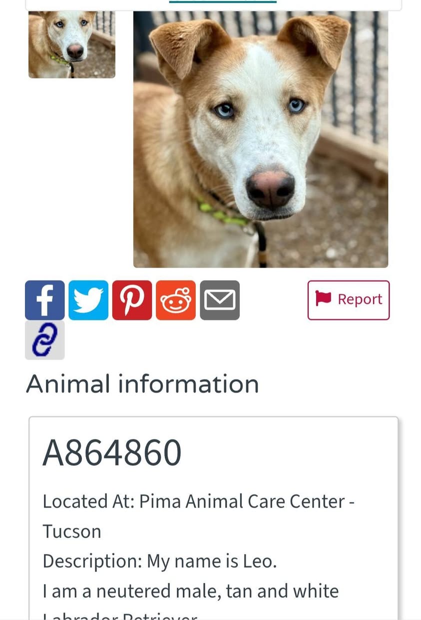 Found dog