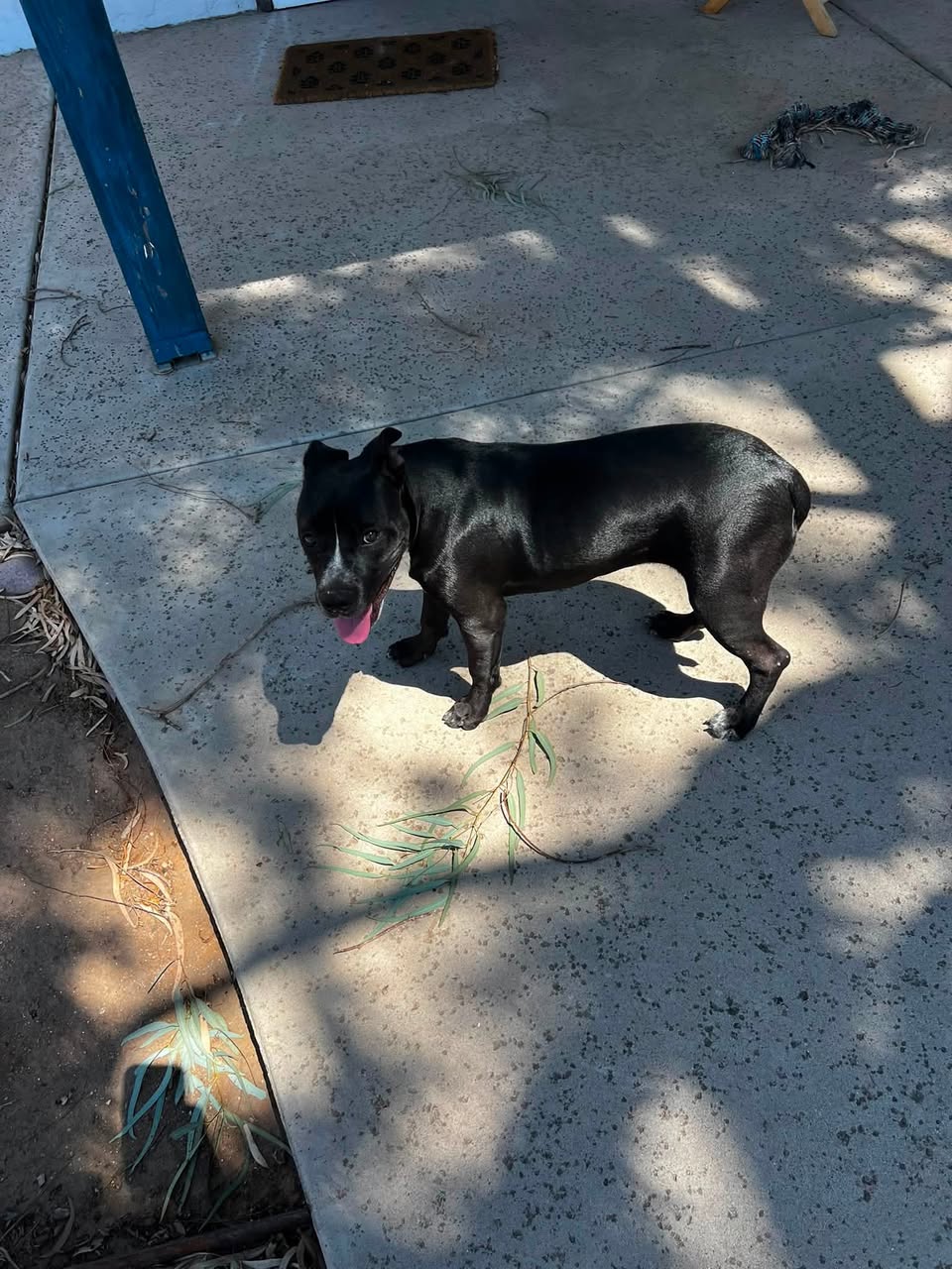 Found dog