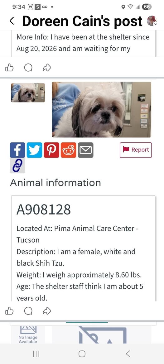Found dog