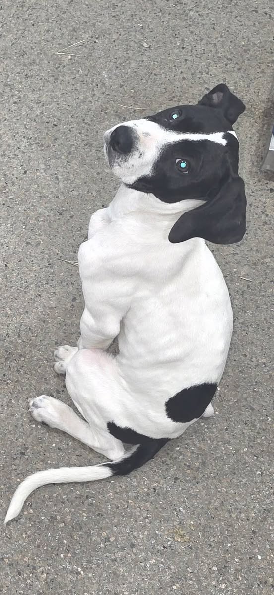 Lost Dog in Orange Grove And Sandario