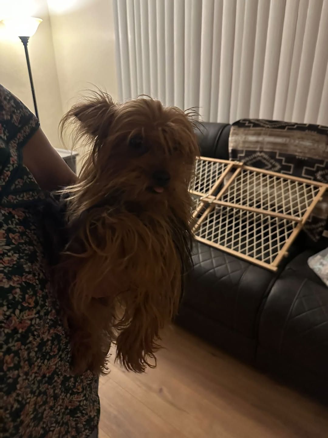 Found Dog in Tucson