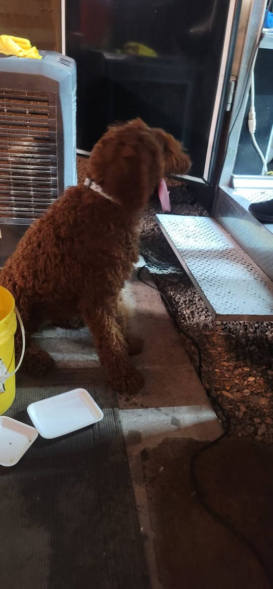 Found Dog in Tucson