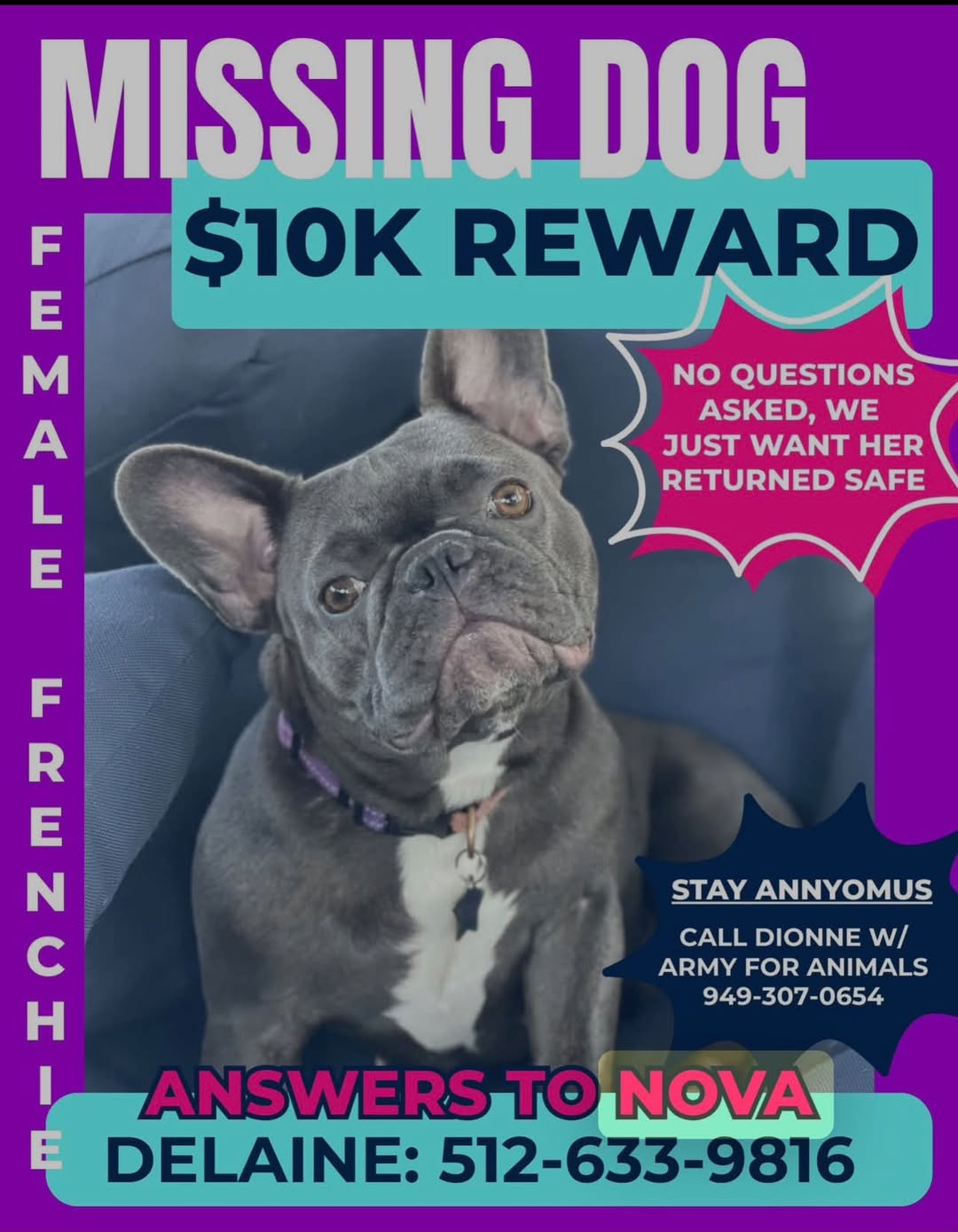 Lost Dog in Escondido