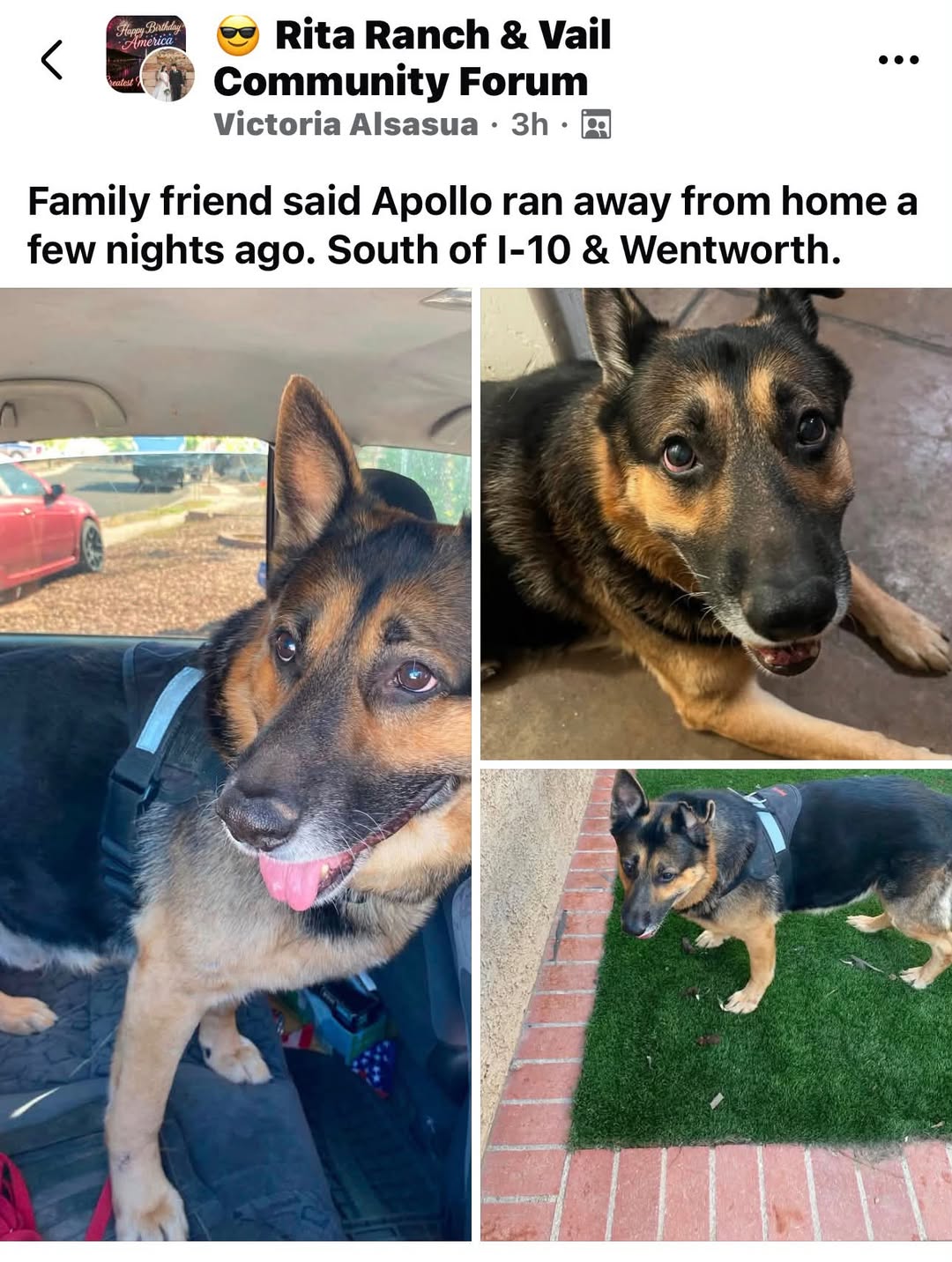 Lost Dog in Tucson