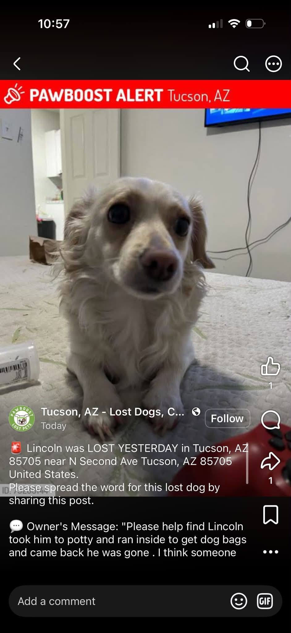 Lost Dog in Tucson