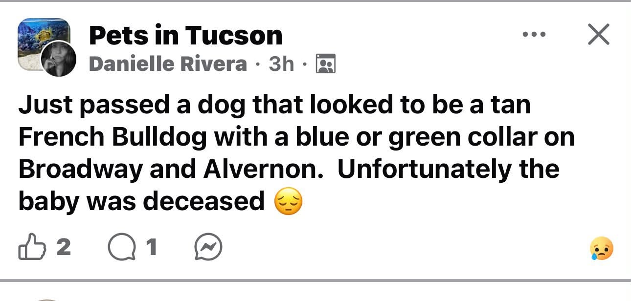 Found Dog in Tucson