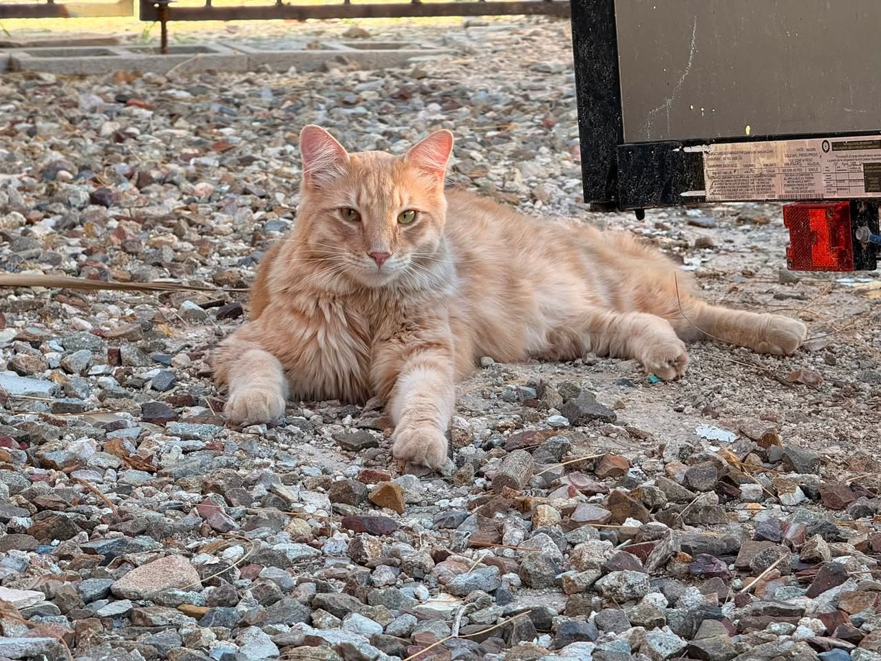 Found cat