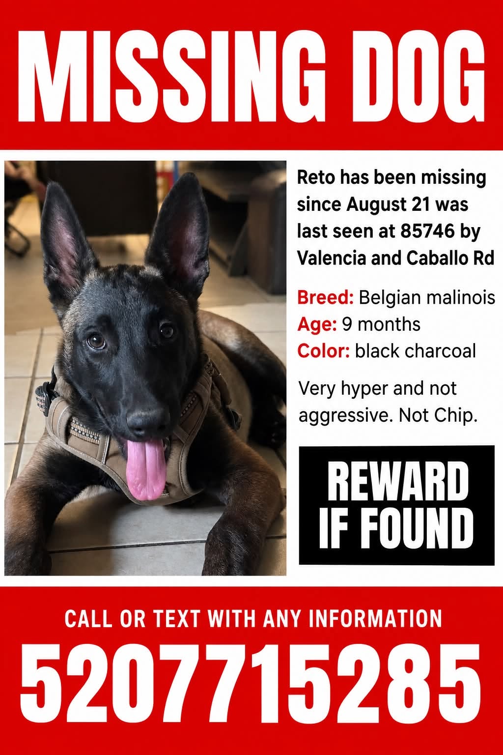 Lost Dog in Tucson