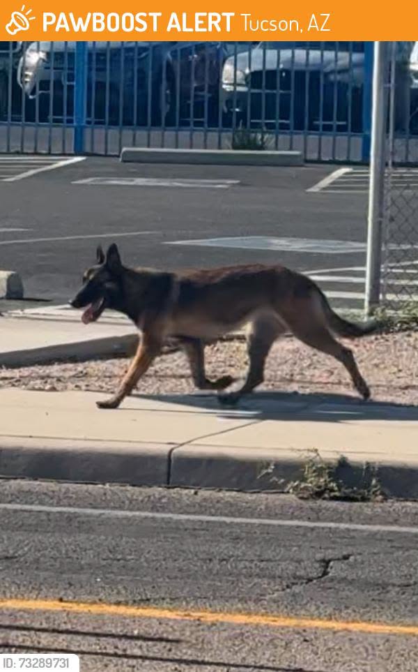 Found dog