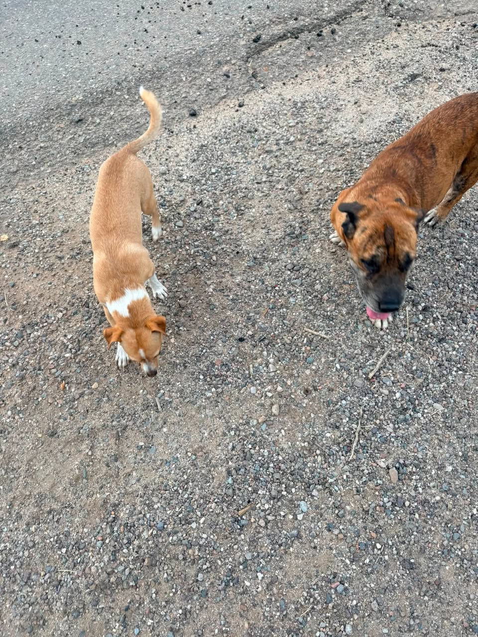 Found Dog in Three Points