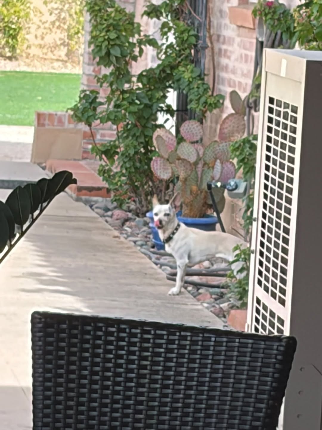 Found Dog in Tucson