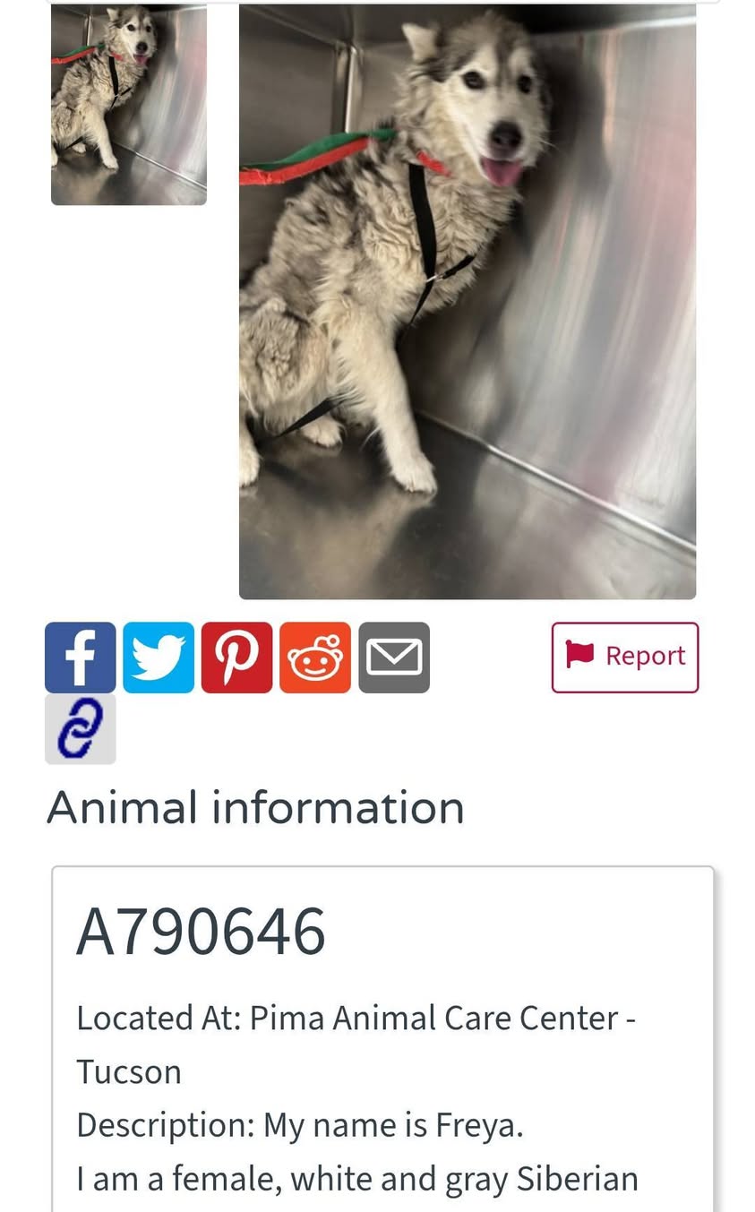 Found dog