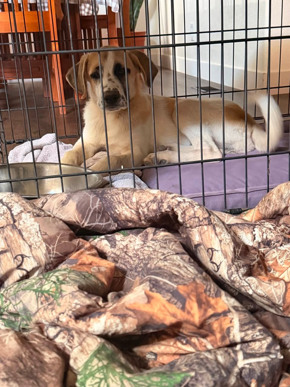Lost Dog in Tucson Estates
