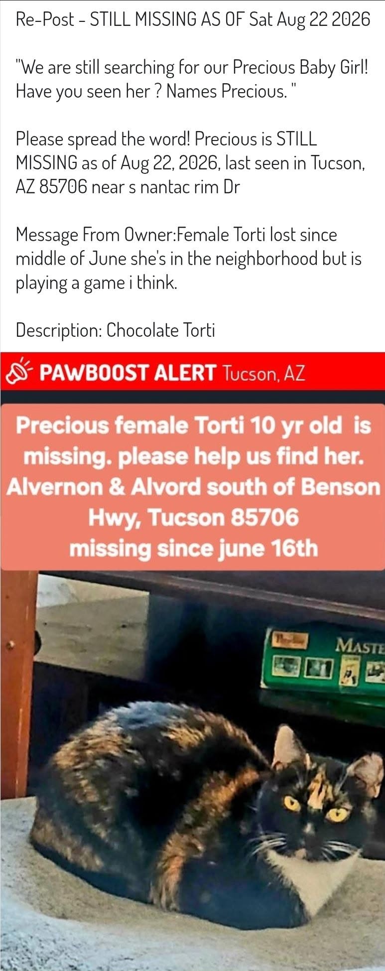 Lost Cat in Tucson