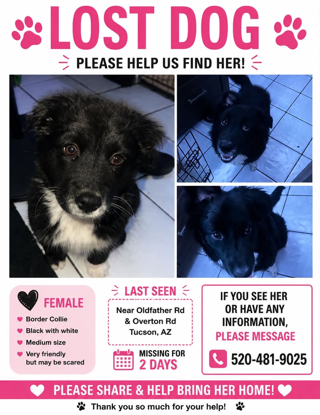 Lost Dog in Tucson