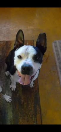 Lost Dog in Shaheen Estates